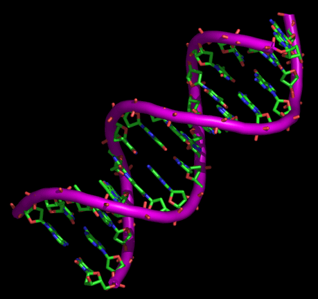 estructura del adn. ADN