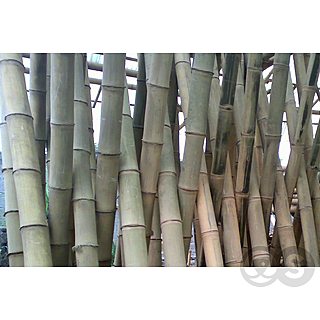 bamboe palen