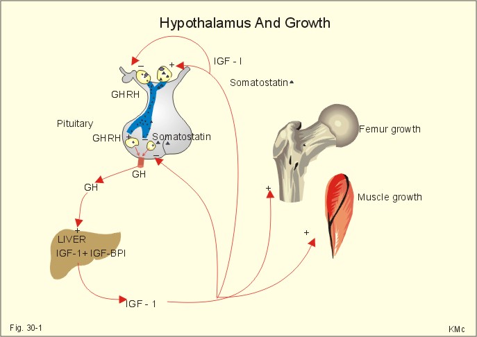 gh growth hormone