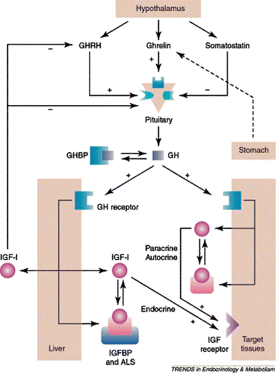 gh growth hormone