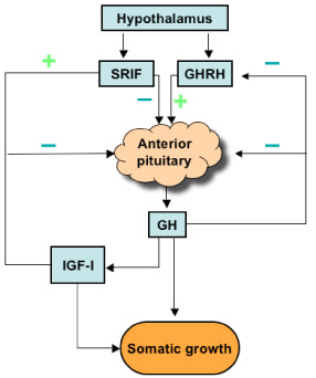 gh growth hormone