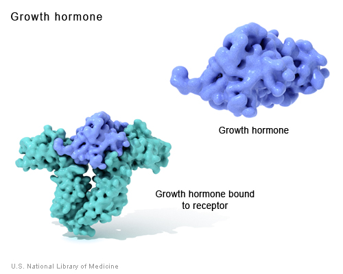 gh growth hormone