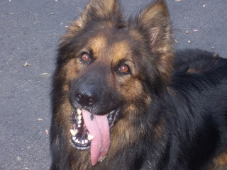 dogtra 1200