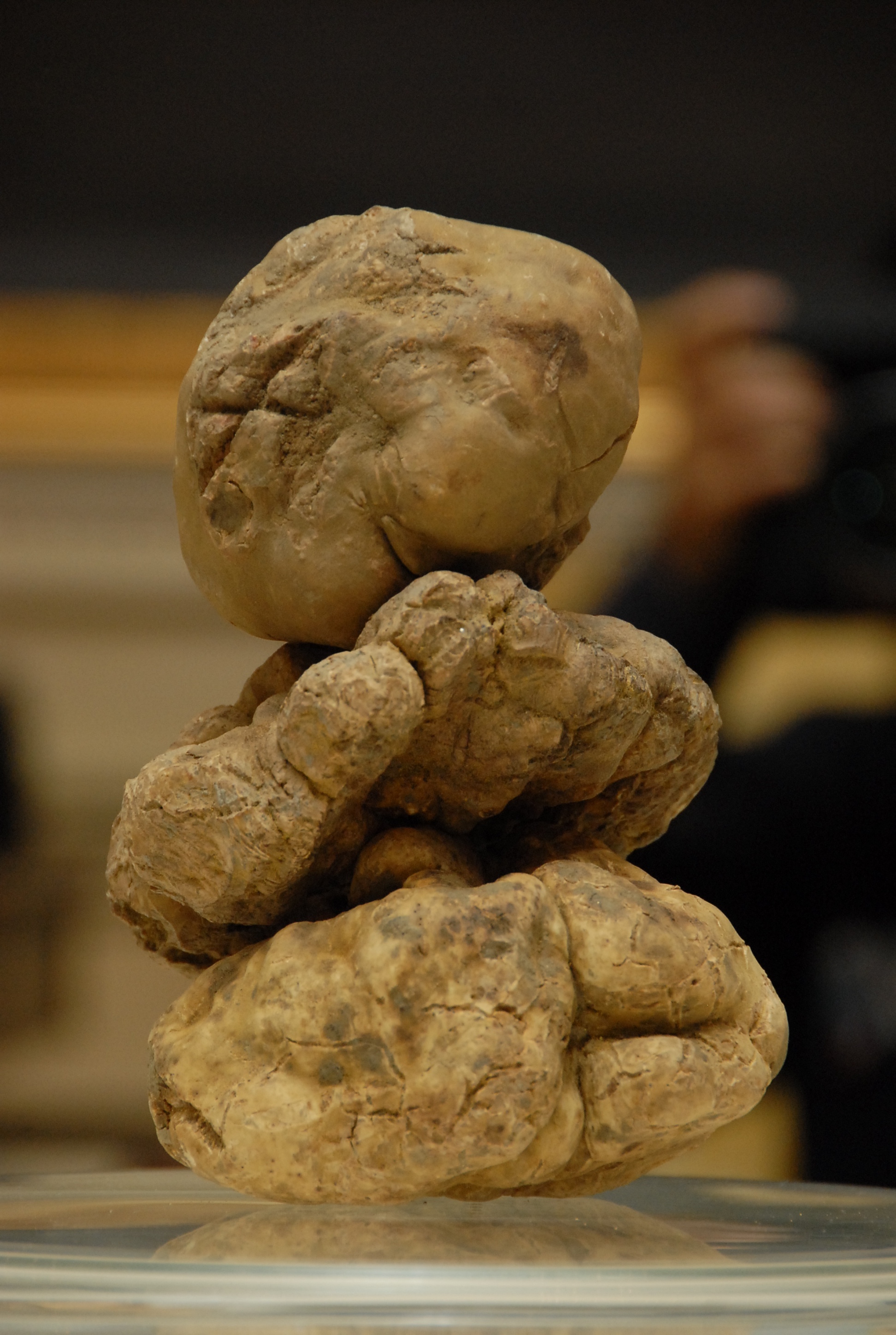 tuber magnatum pico