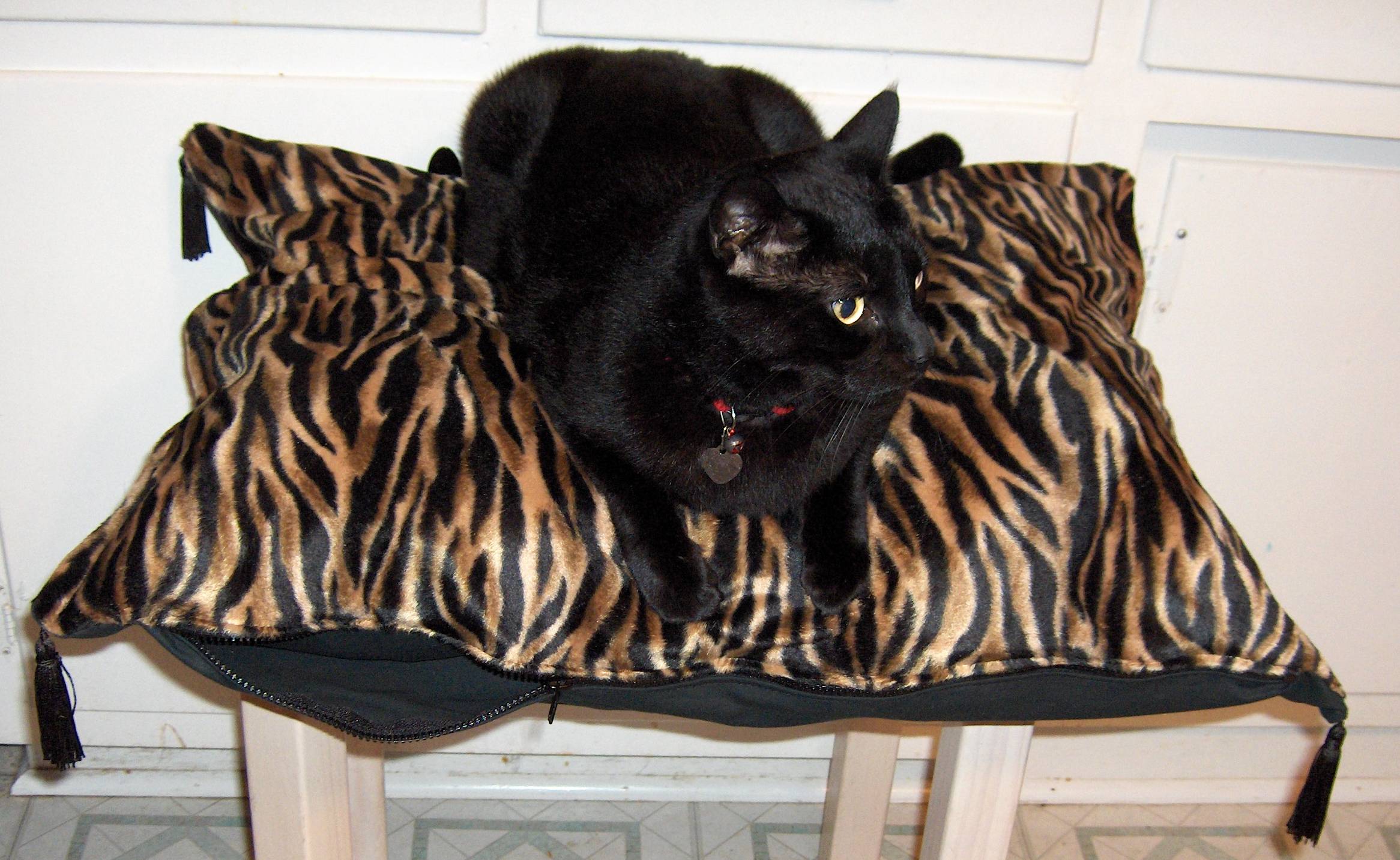 premium cats