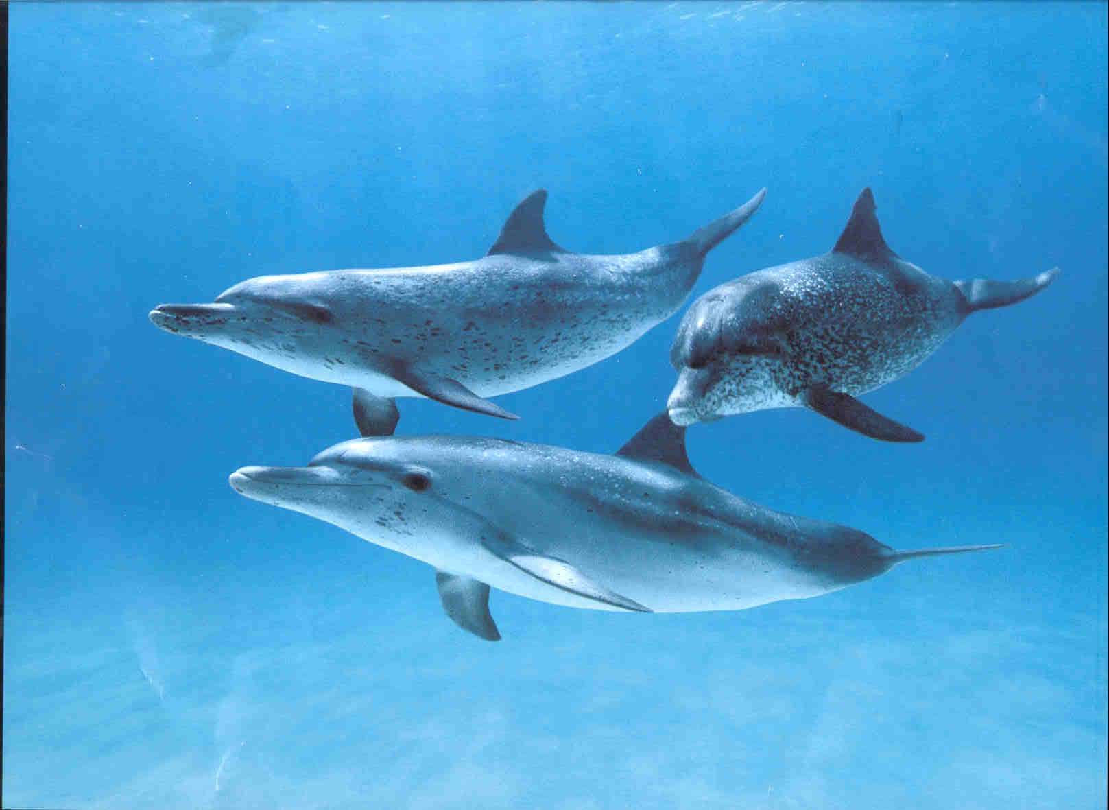 dolphin facts
