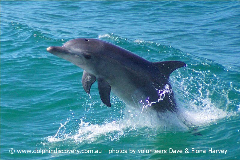 dolphin facts