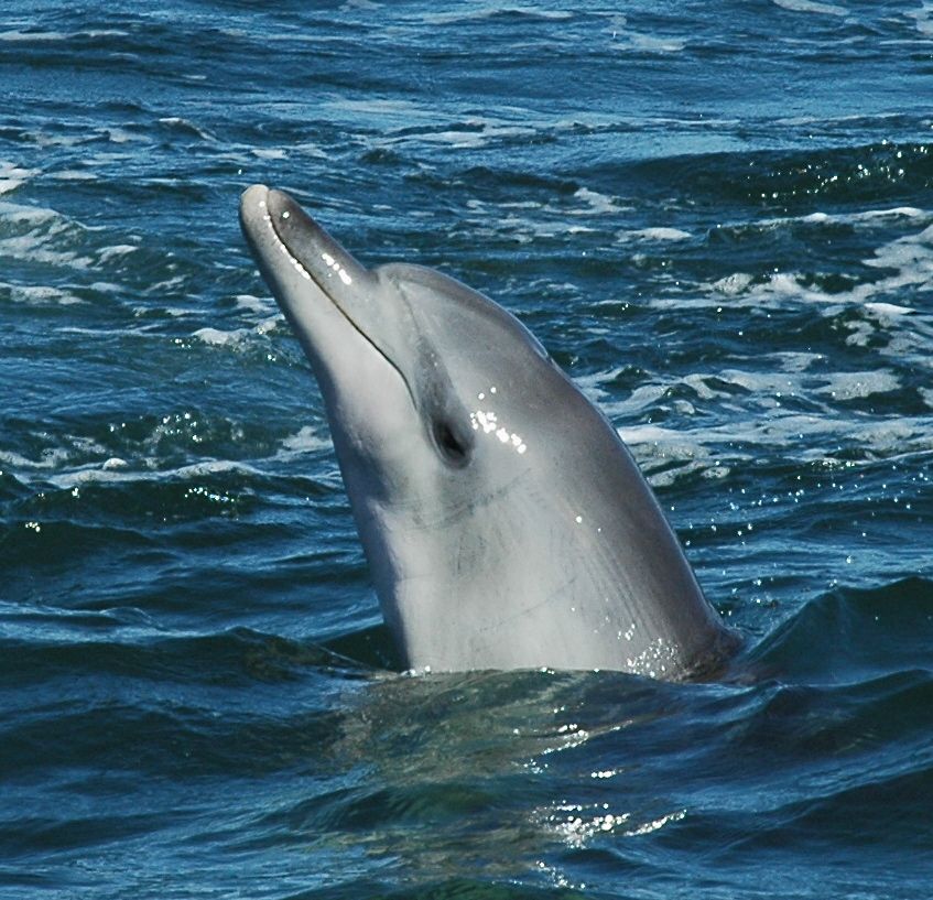 dolphin facts