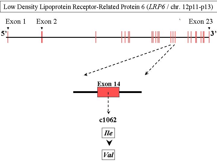 lrp protein