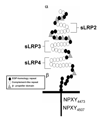 lrp protein