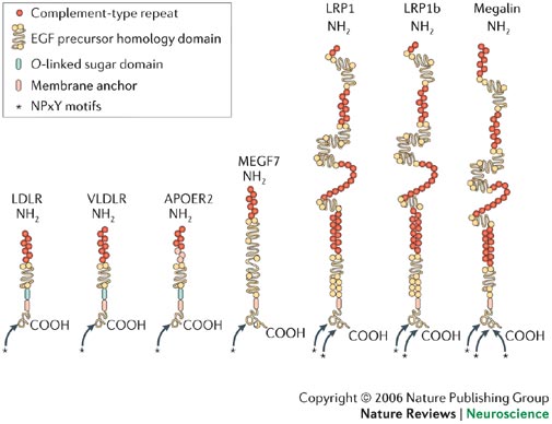 lrp protein