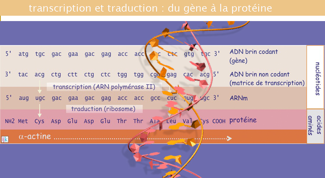 adn proteine
