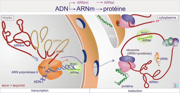 adn proteine
