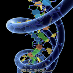 adn genetica