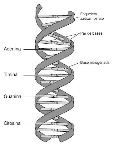 adn genetica