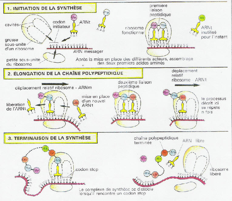 adn proteine