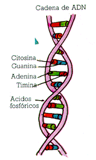 adn molecula