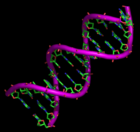 adn genetica