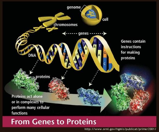 adn proteine