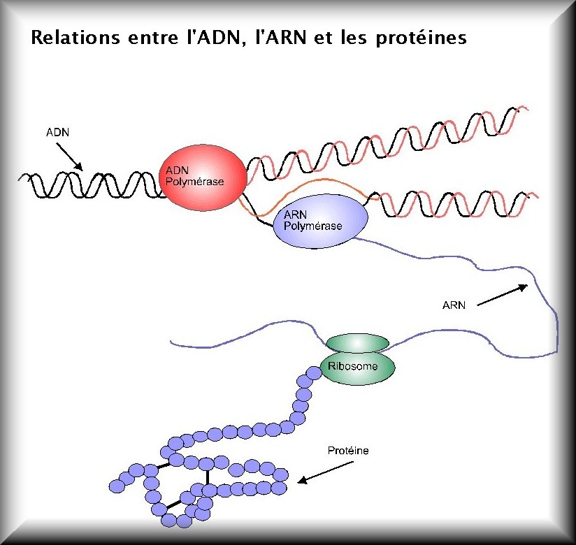 adn proteine