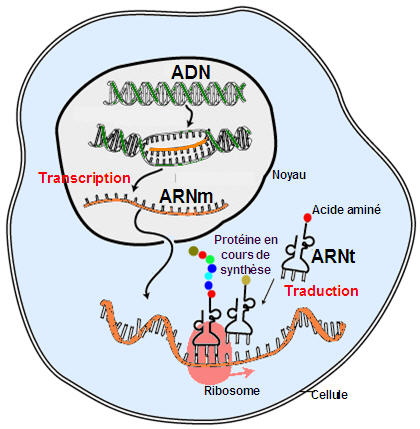 adn proteine