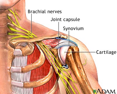 shoulder arm