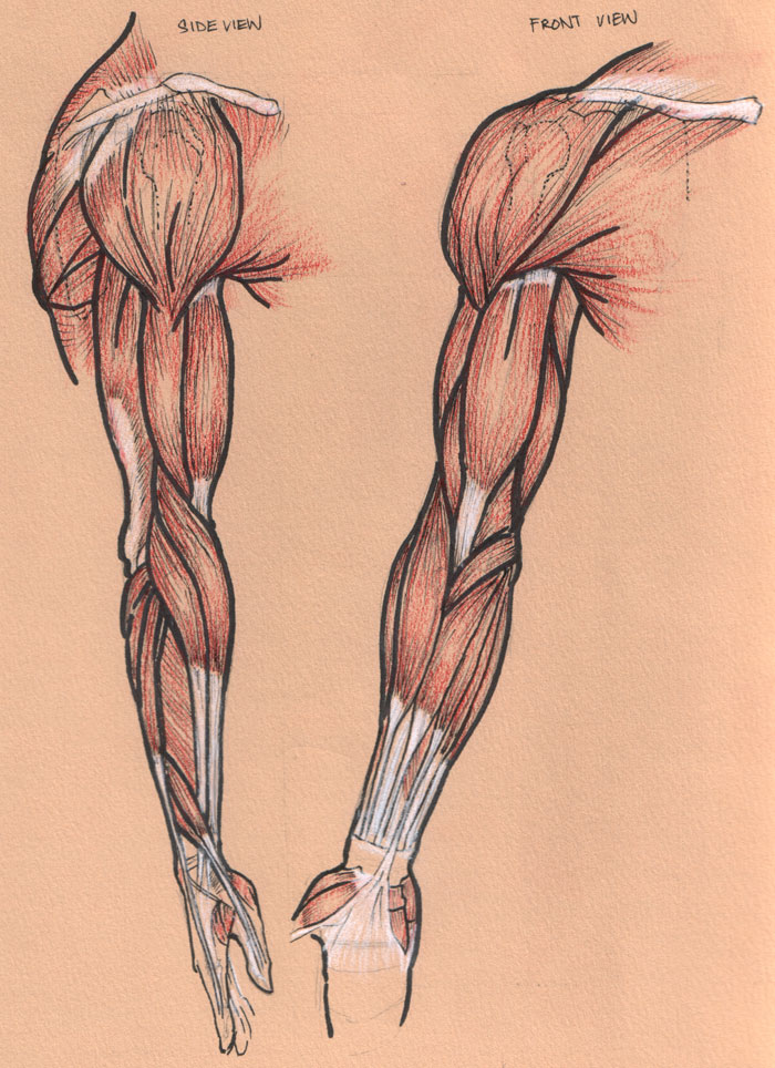 arm muscles