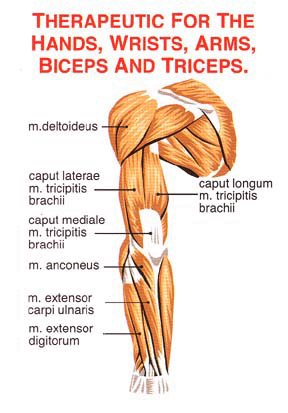 arm muscles