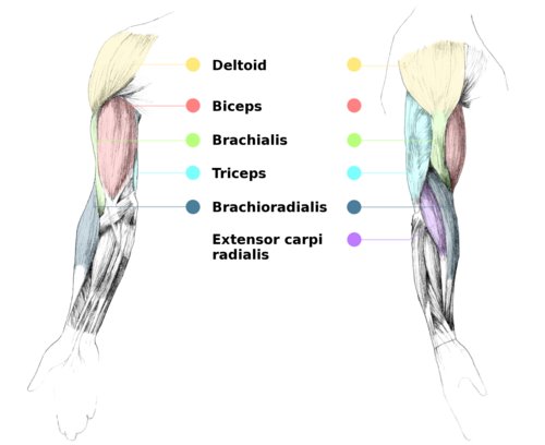arm muscles