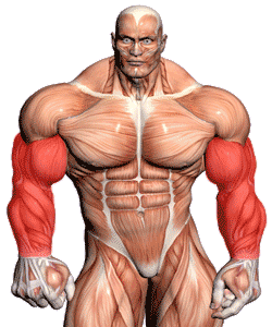 arm exercises
