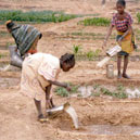 cncr senegal