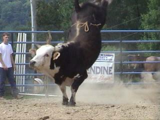 bucking bulls