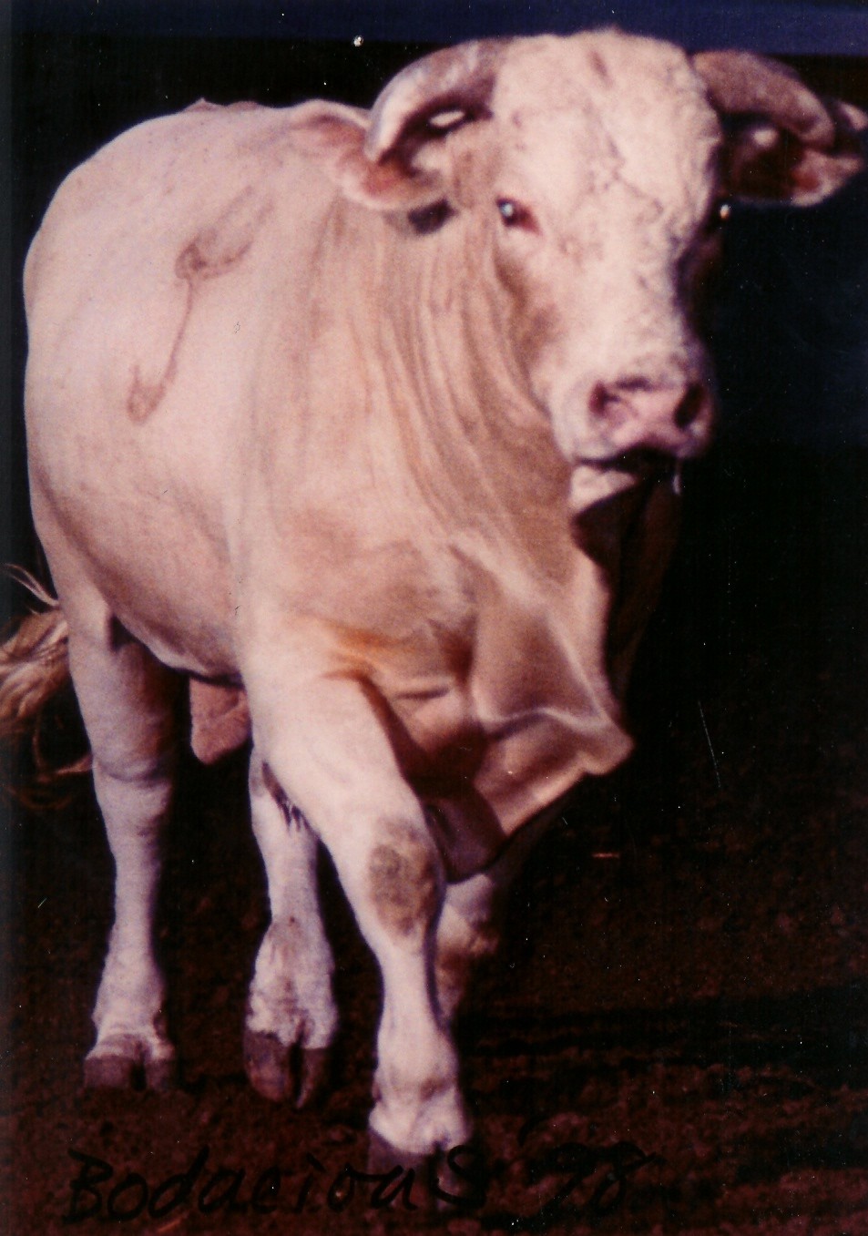 bodacious the bull