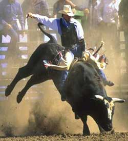 bull riding