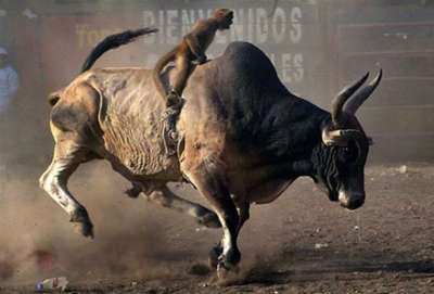 riding bulls