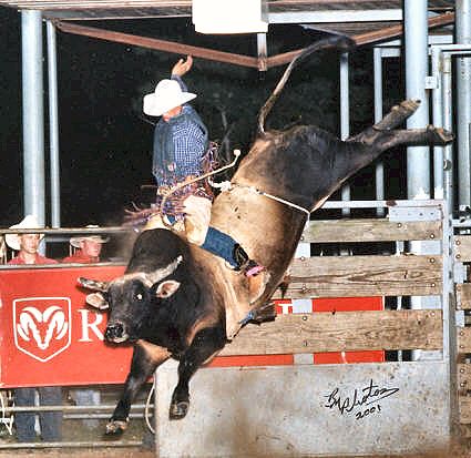 bull riding