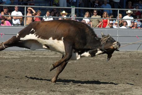 team roping