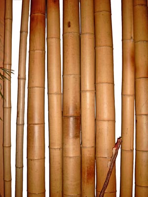 bamboe palen