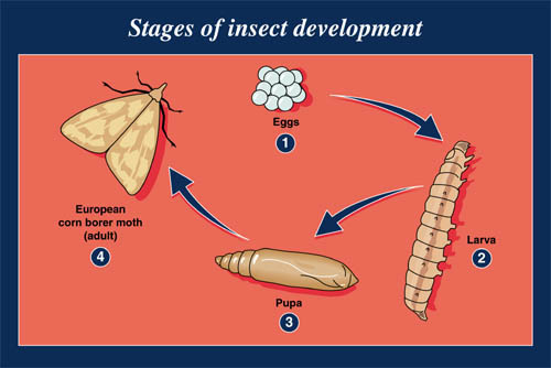 insecticides