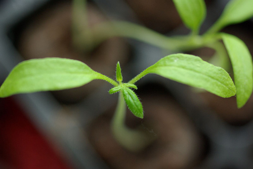 organic pesticide