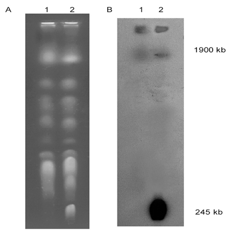 tbe electrophoresis