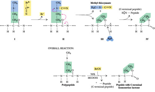 cyanogen bromide cleavage