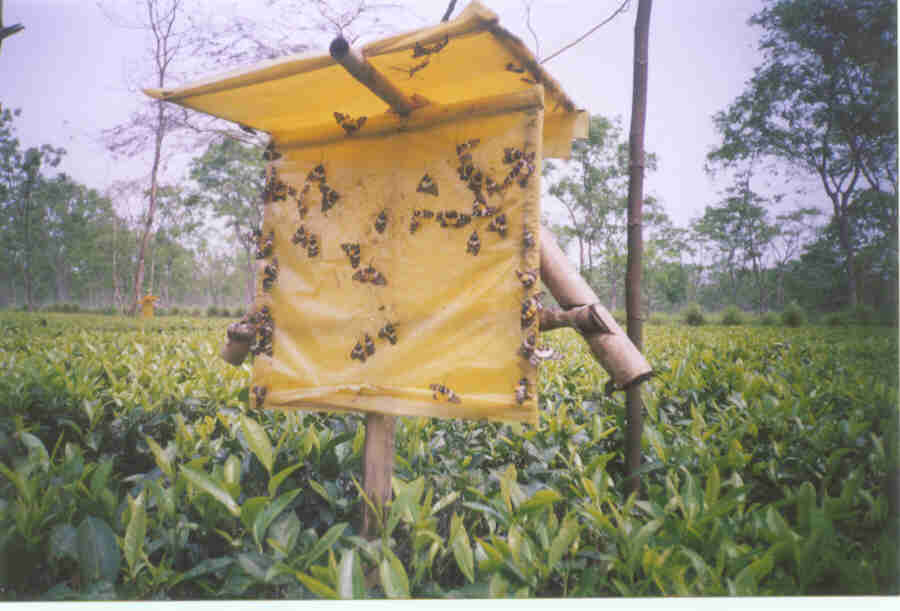 organic pesticide