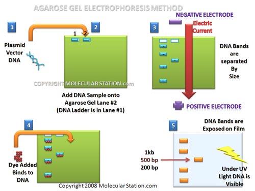 tbe gel electrophoresis