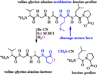cyanogen bromide cleavage