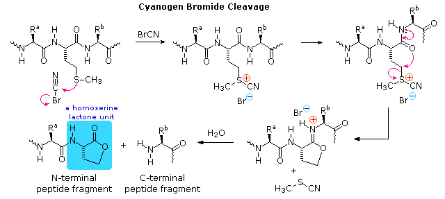 cyanogen bromide cleavage