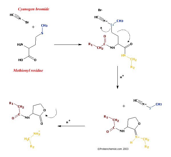 cyanogen bromide cleavage