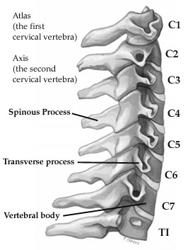 cervical c7