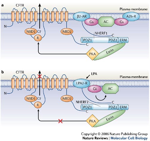 a2b receptor