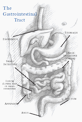 ibd patient